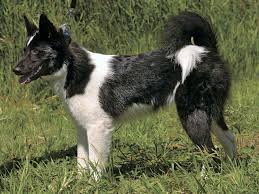 犬を家族に迎える前に